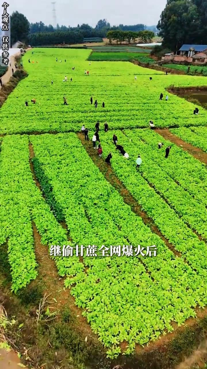 四川眉山的“甘蔗哥”又搞事情了。这次，他把经典游戏搬进农田，推出全新玩法——捉虫