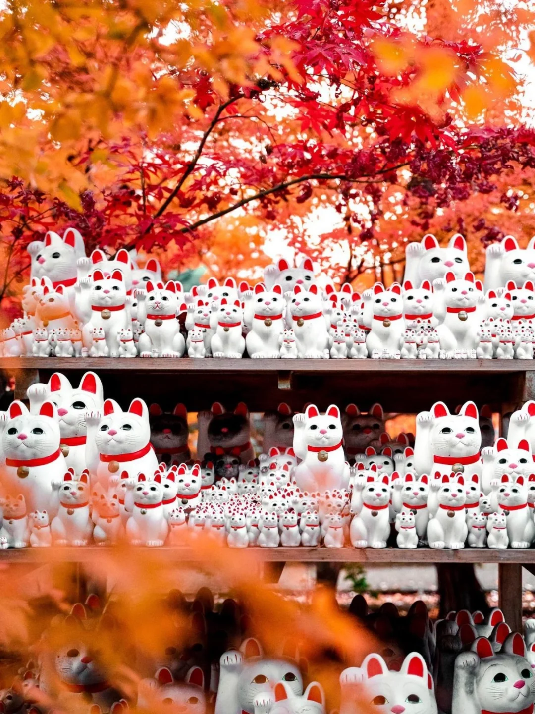 日本超可爱的寺庙🐱招福猫发源地带来幸运！