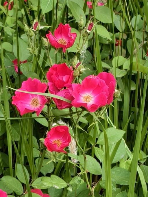 下联：红花朵朵靓。