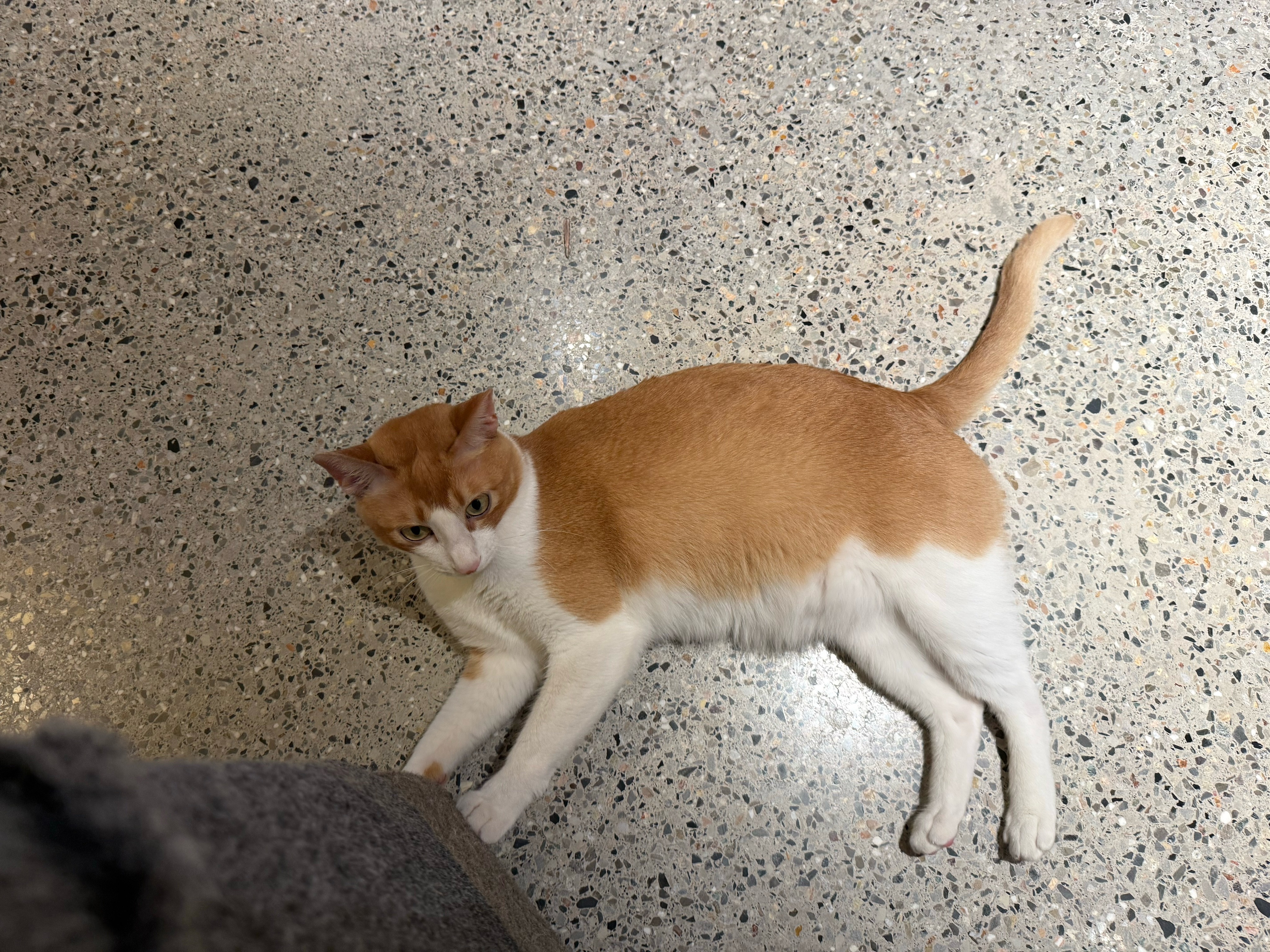 标准小猫🐈妈妈想死你了 