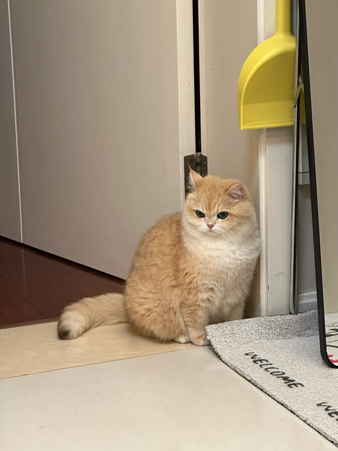 谁说小猫咪没有坏心思