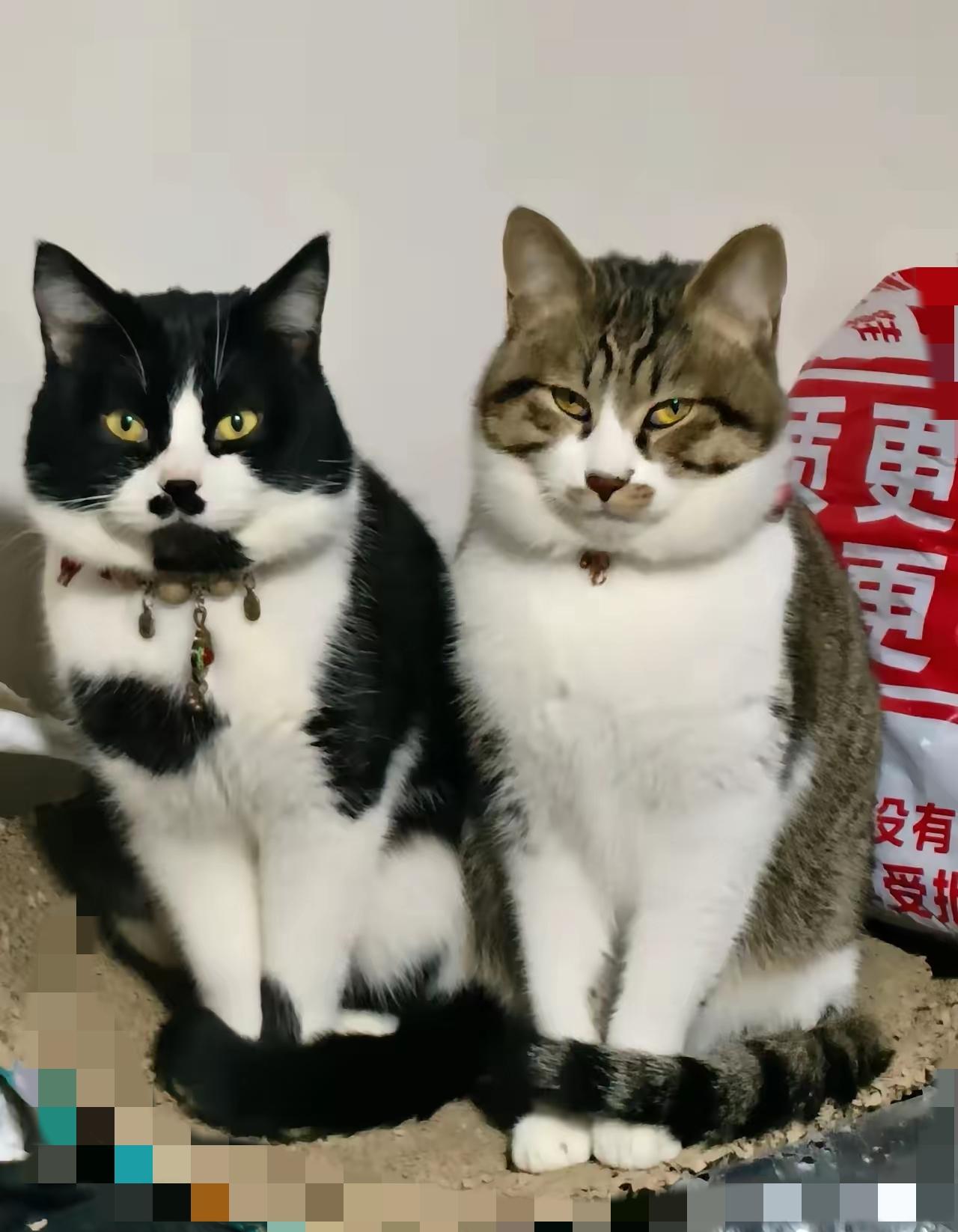 破防了！
     收破烂大爷的两只猫，我曾出价1000块想买，被他一口回绝。