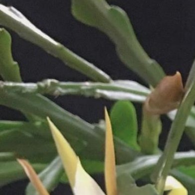 锯齿昙花（小众仙人掌，国产引种，不是普通昙花）种植方法1.土壤：腐叶土+粗沙，疏
