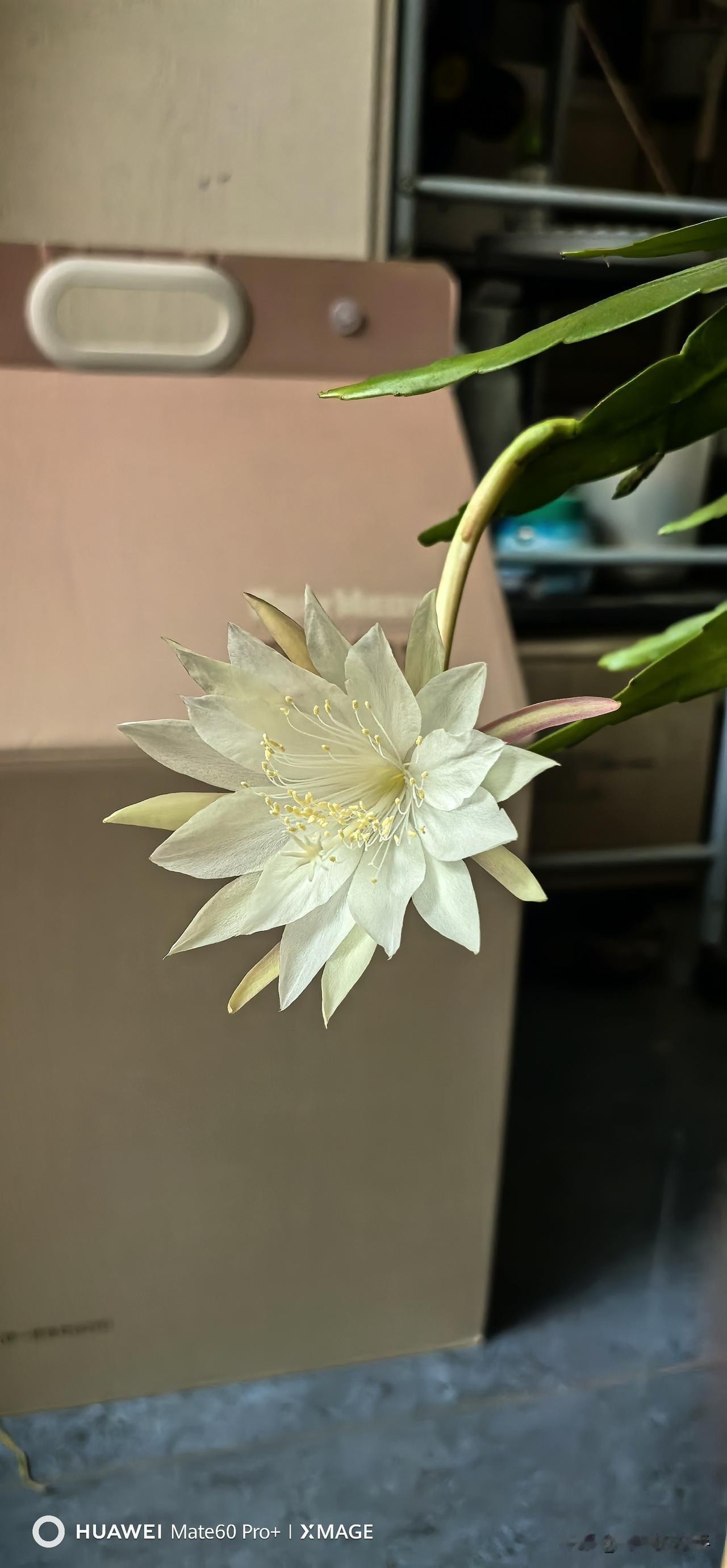 养了好几年的昙花，终于开花了。虽然开的不多，但是也让人感觉到有望啊。看来还是自己