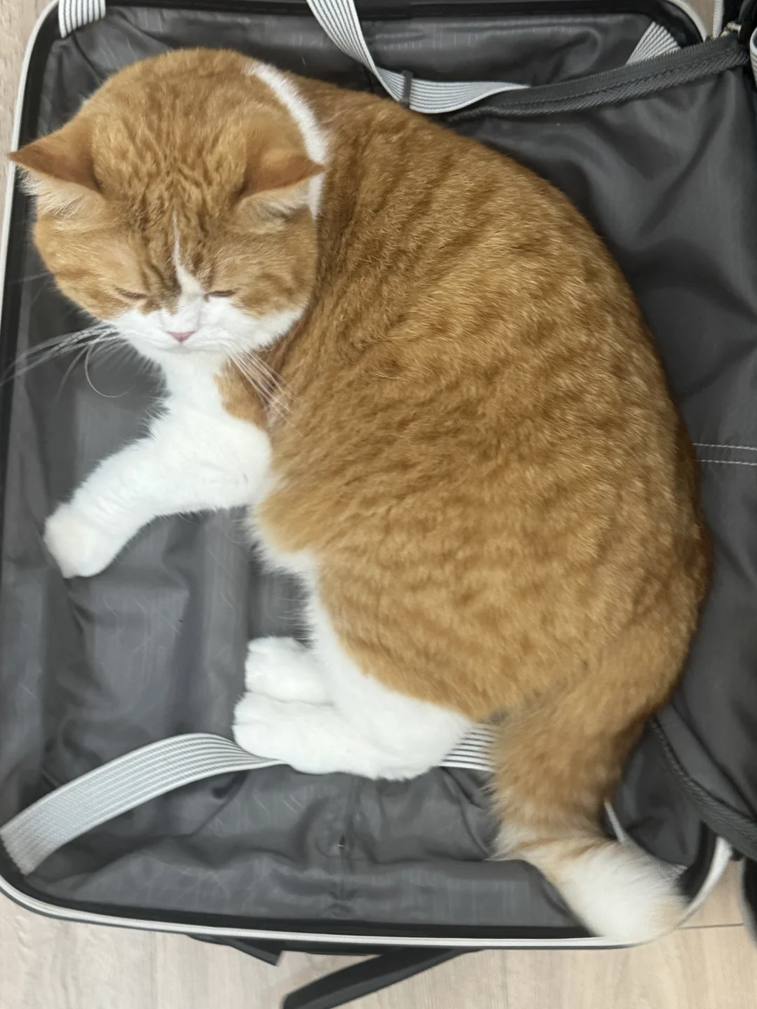 我终于知道小猫的度量衡是什么了！