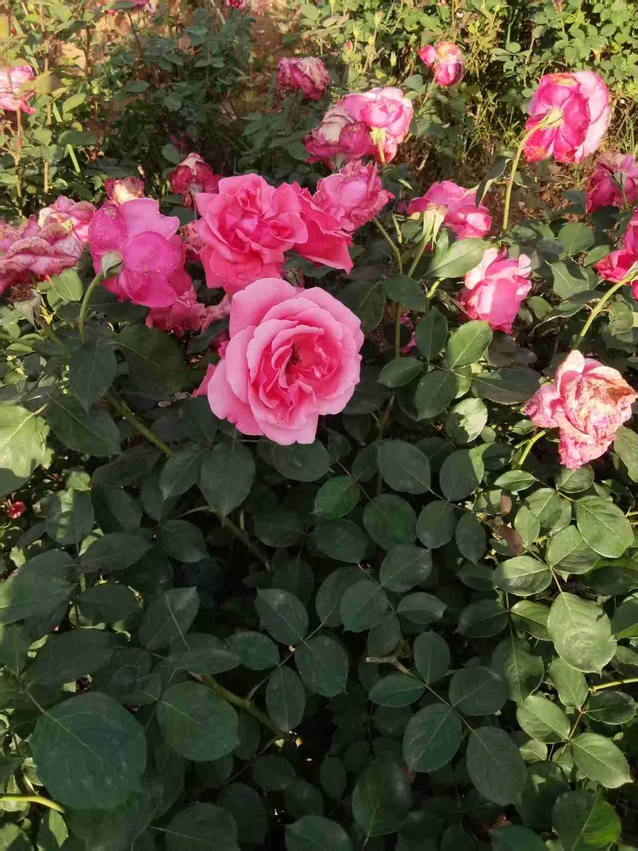 我的今日状态：😁轻松愉快
我这里的天气：☀️晴天