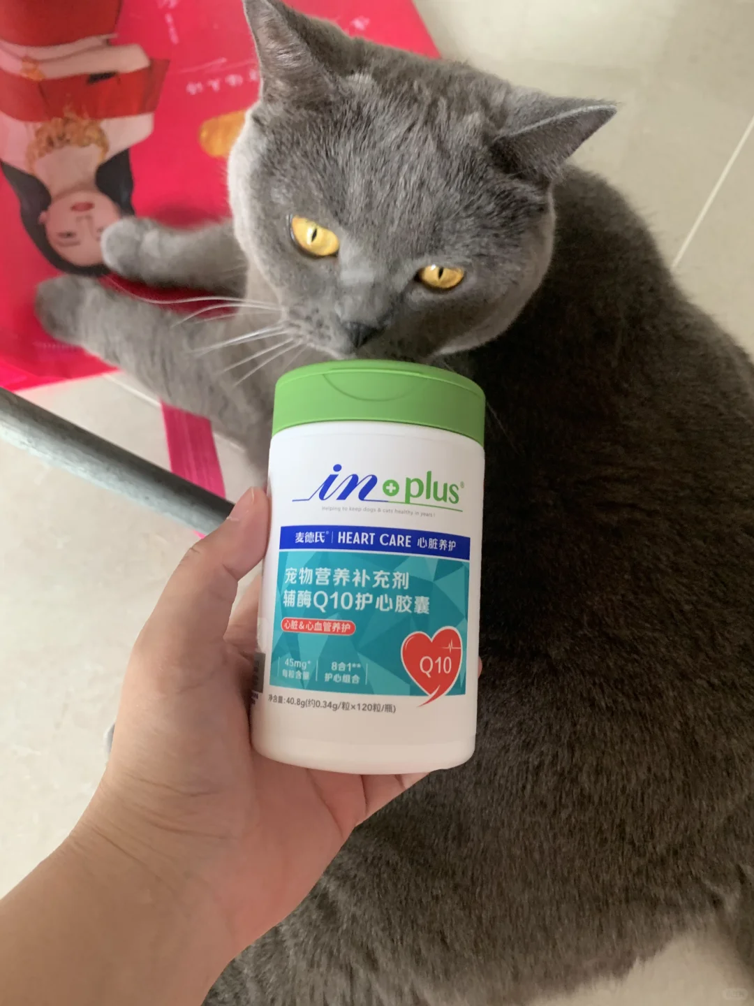 保护猫猫心脏由主人做起