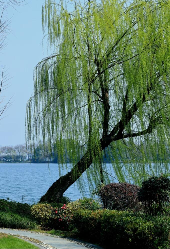 相册里最满意的照片春风杨柳万千条