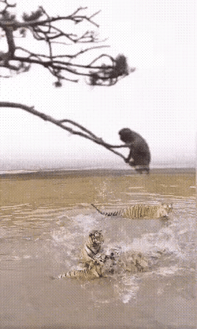 山中有猛虎，猴哥依旧敢称霸王。
一只猴哥立于单根树枝之上，对树下的几只百兽之王全