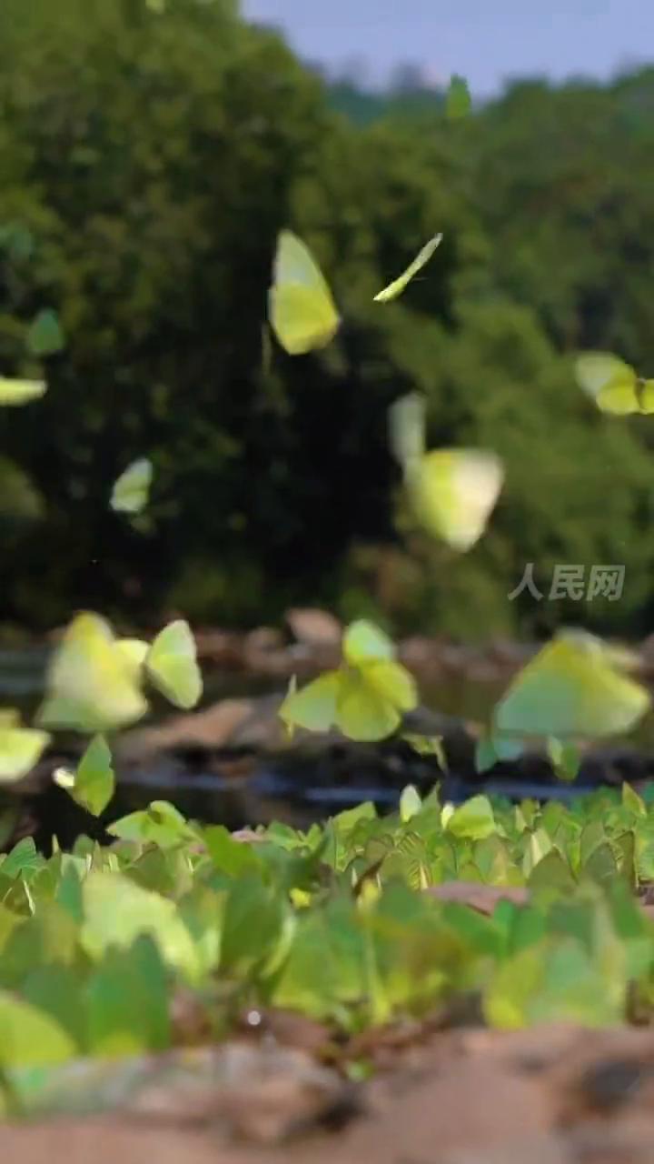 云南孟连蝴蝶大爆发，漫天飞舞上演春日浪漫。