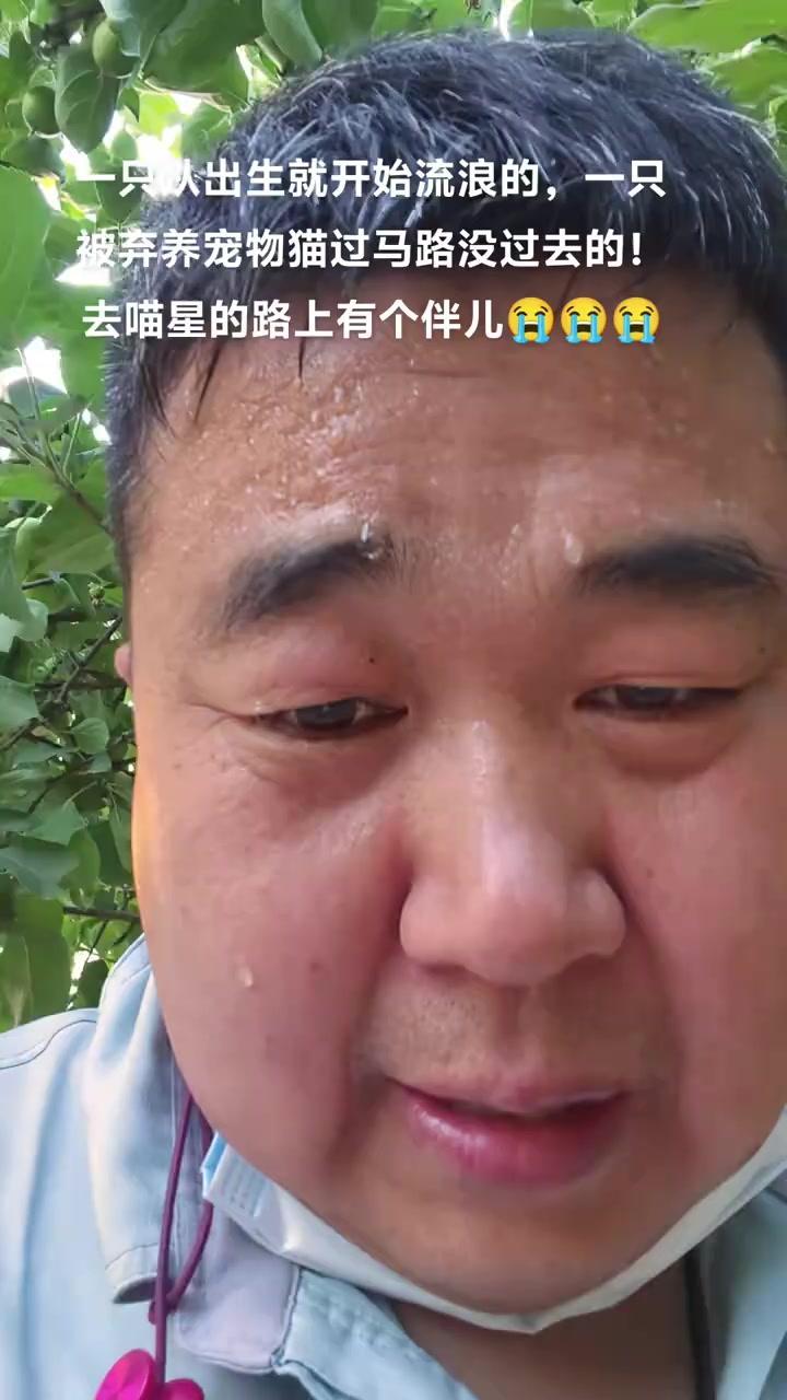 遇到被车碾压的流浪猫，心都揪紧了。看到虎斑的脑袋被压瘪，小家伙也没了气息，真的又