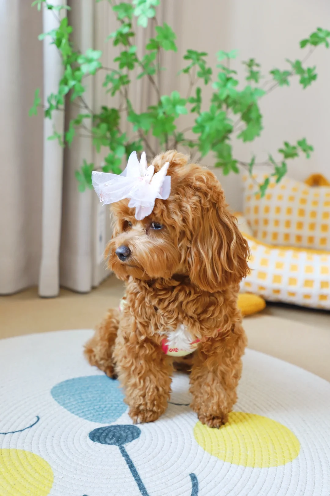 毛孩也是女王范