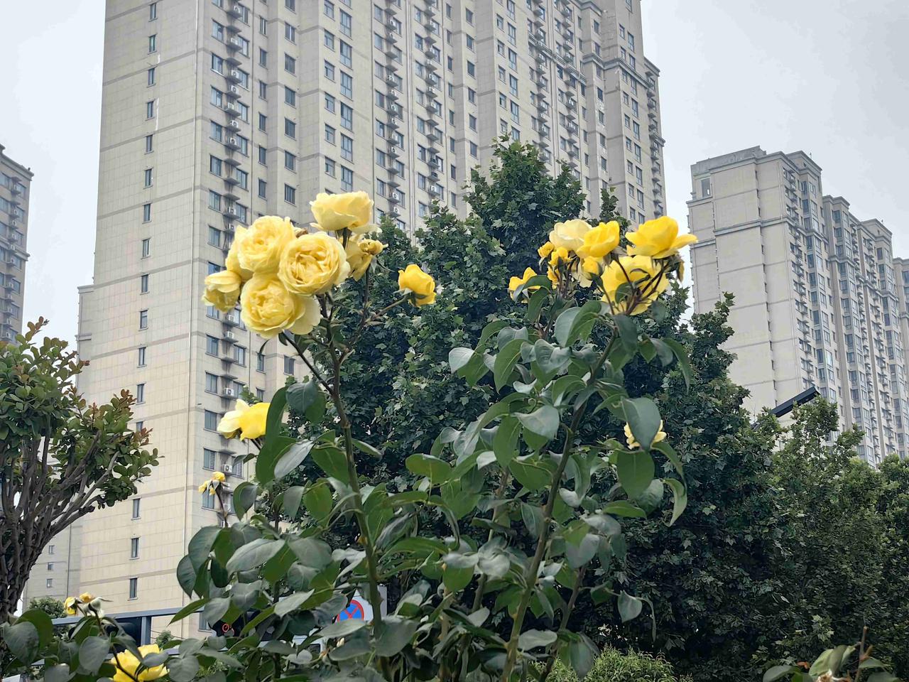 今天出门运动，外面是阴天。路边的月季花盛开，美丽极了。

在这略带凉意的阴天里运