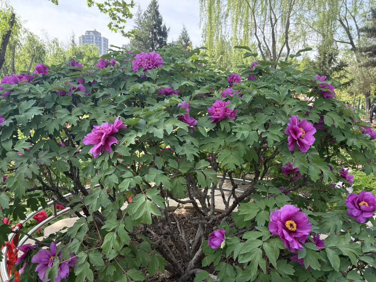 晒图笔记大赛北京天姿国际牡丹园