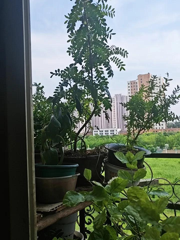 上联：细雨滋芳草，诚邀下联热浪烤盆栽