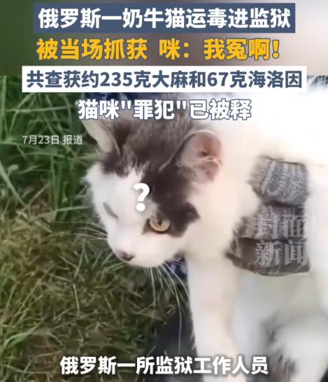 太奇葩了！7月24日报道，俄罗斯一所监狱的工作人员拦住了一只猫，结果在它脖子上的