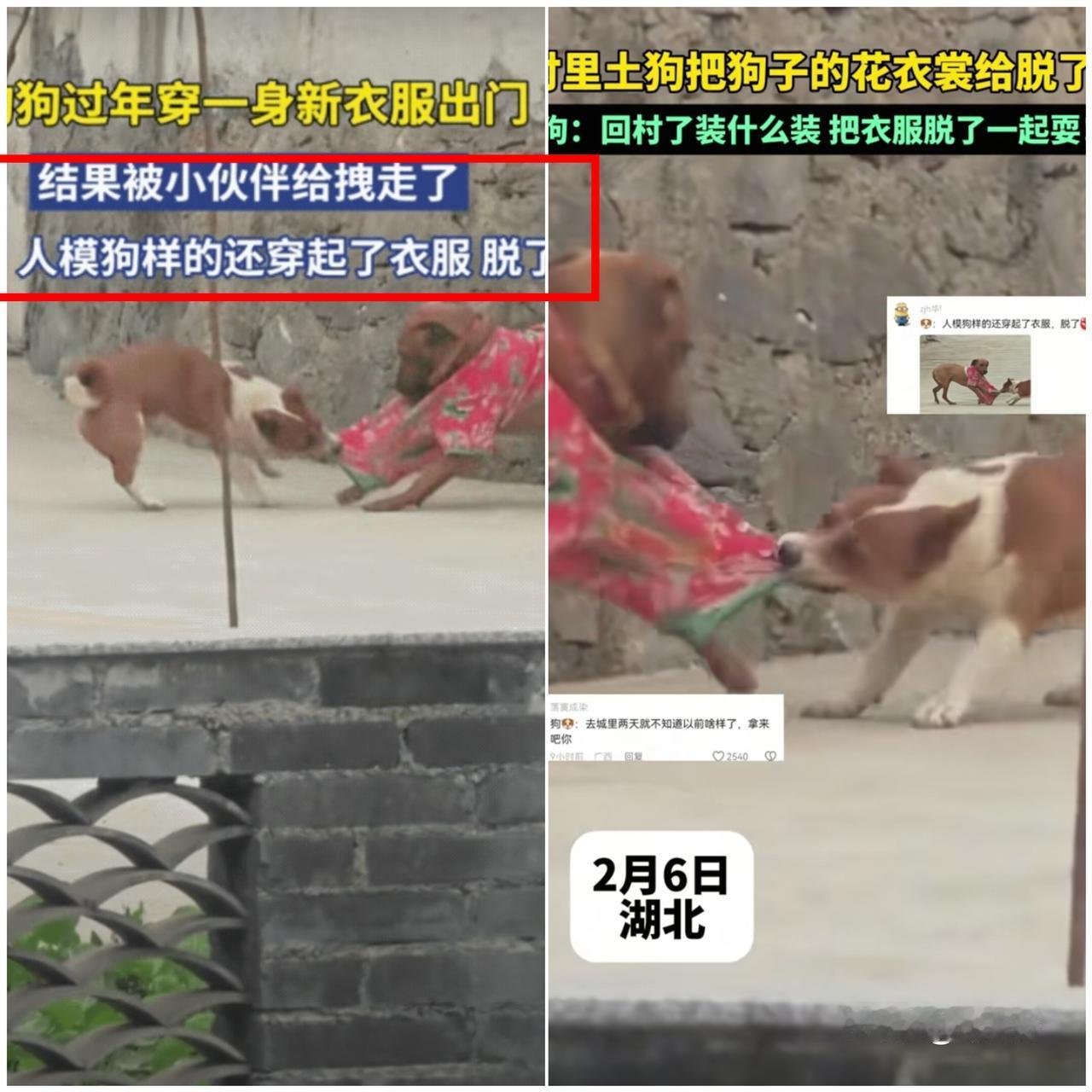 太可爱了！

快过年了，湖北一主人给狗子安排上喜庆红新衣，结果
刚出门就被同伴围