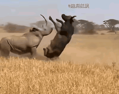 在犀牛面前一切都是弟弟，没有顶不起来的～
