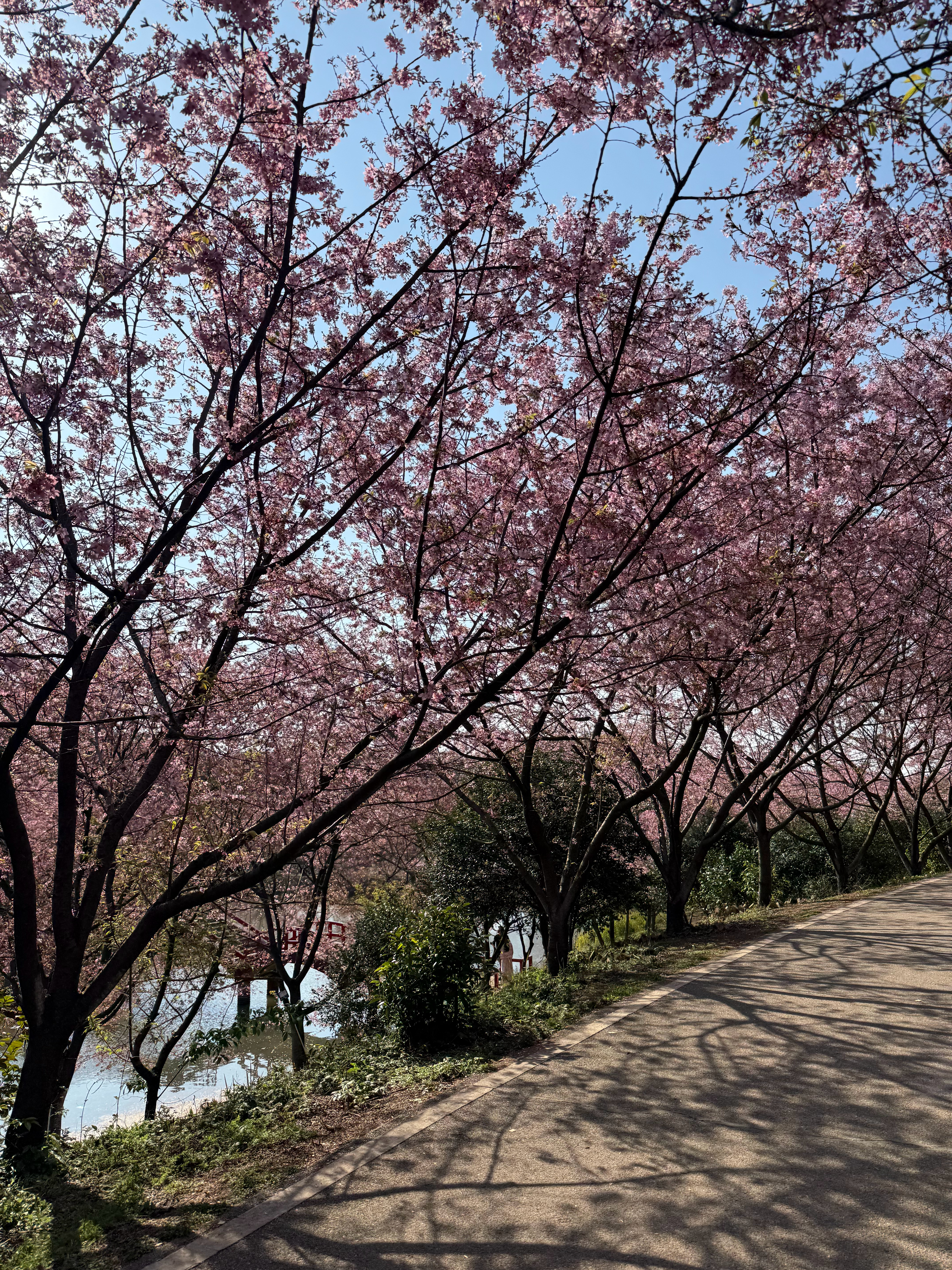 生活手记 🌸粉红色泡泡的春天！ 