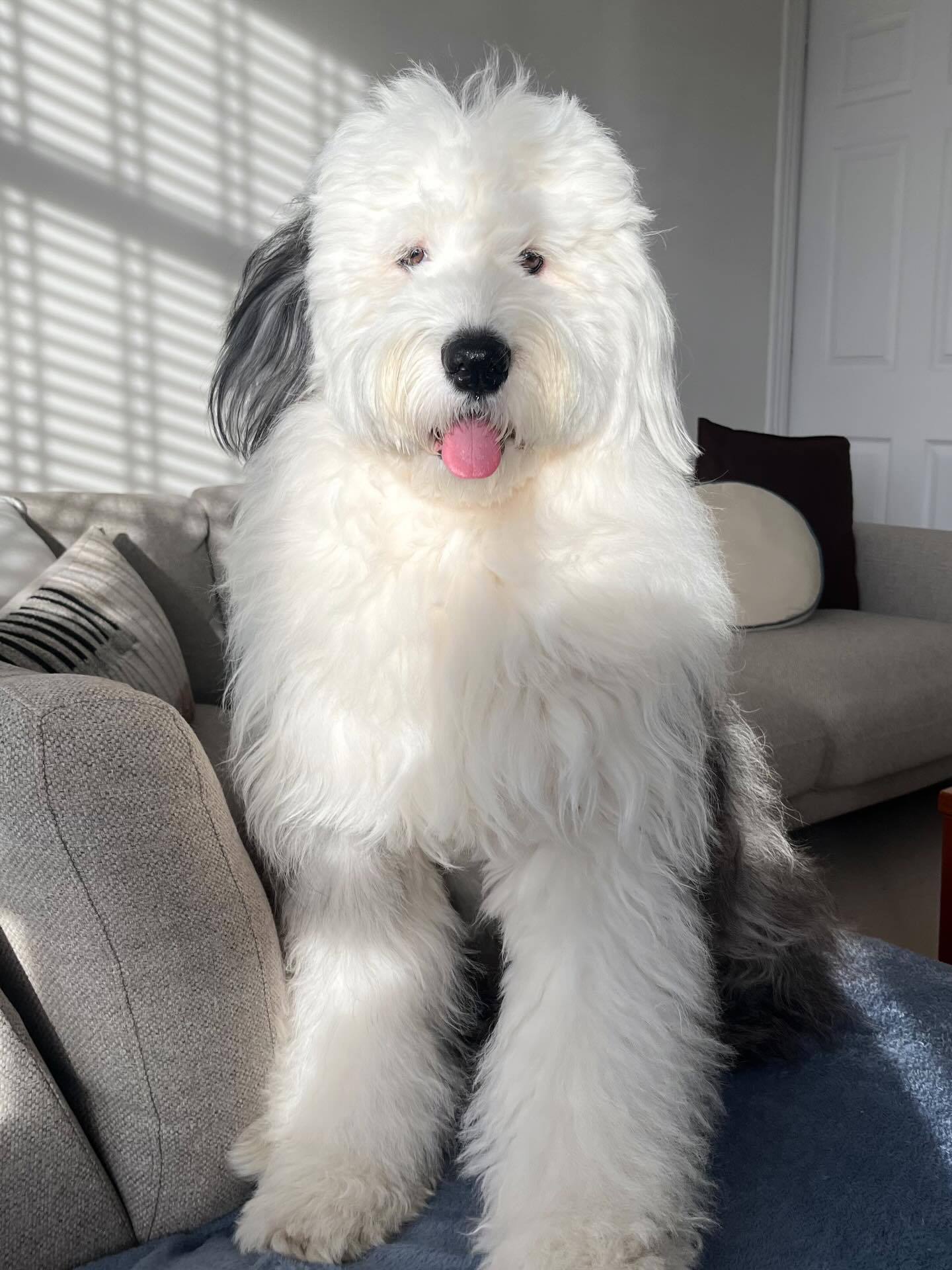 古代牧羊犬 虽说史努比的原型是比格，但是我还是觉得古牧更像【ins：nellie