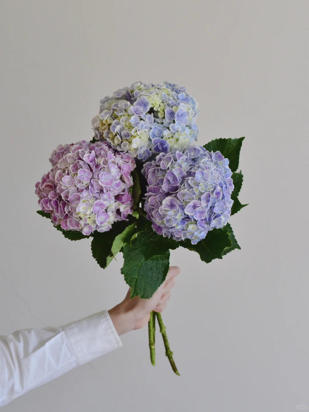 绣球·蒙娜丽莎