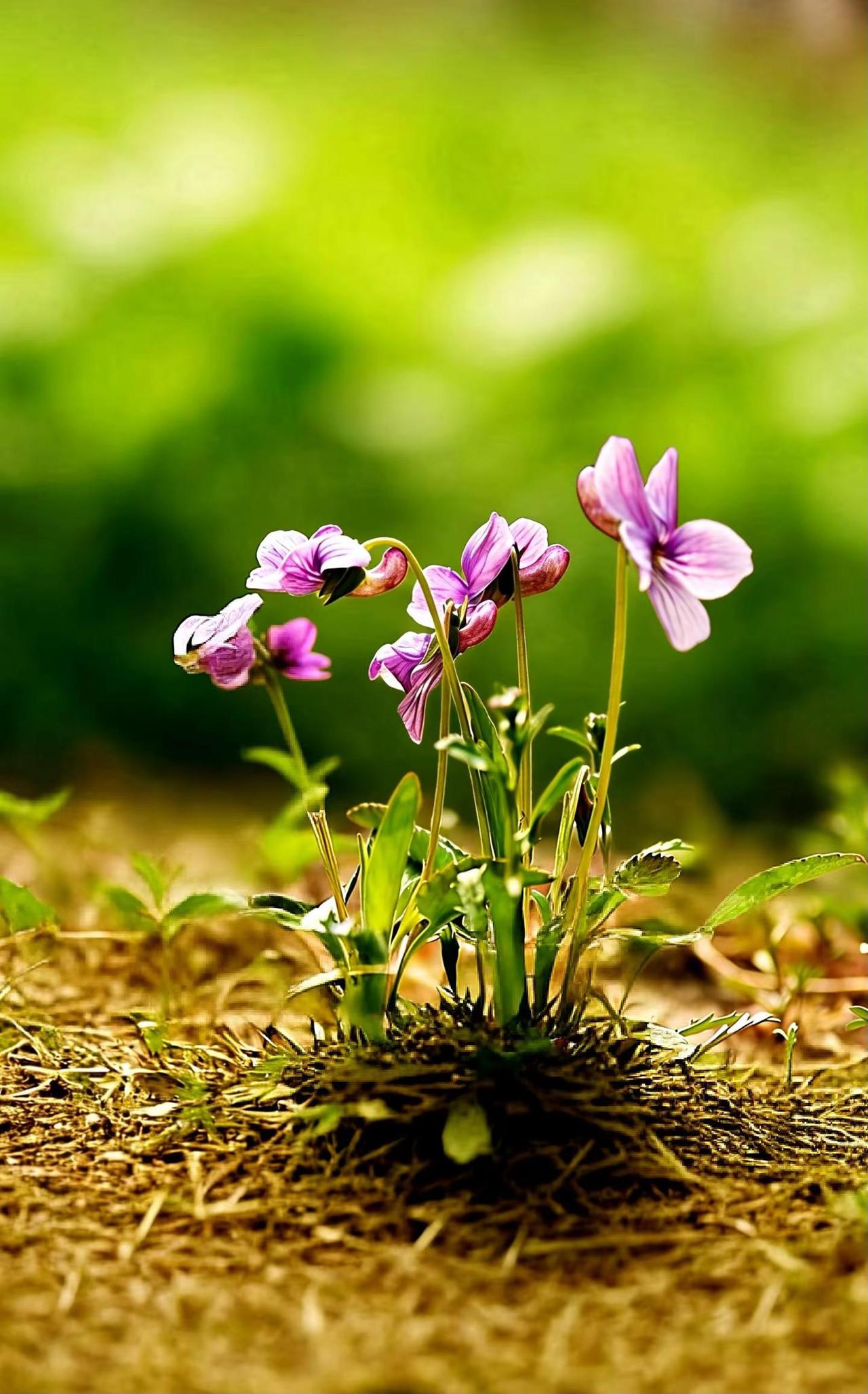 我问小小的花。荒野中绽放的花朵 独自芬芳的野花 花草无言自愈凡俗 自由生长的花