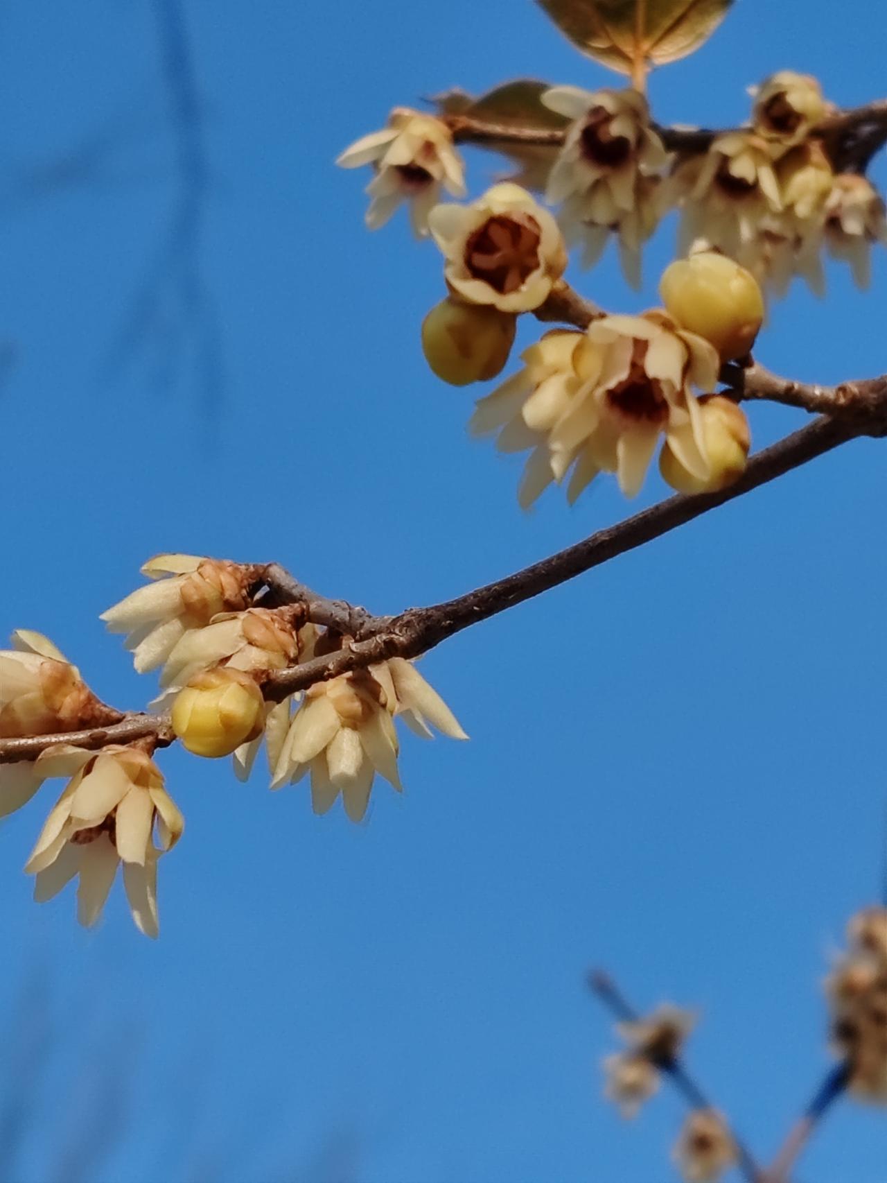 晒图笔记大赛寻寒冬之美（2）