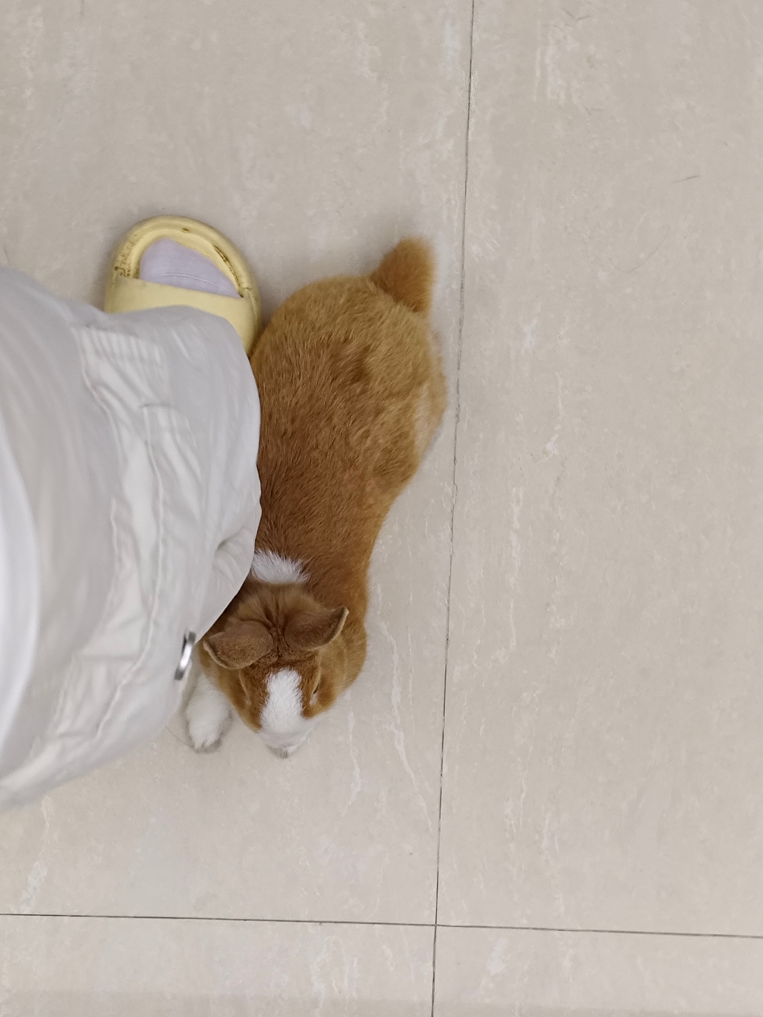 这兔子一直趴在我旁边 