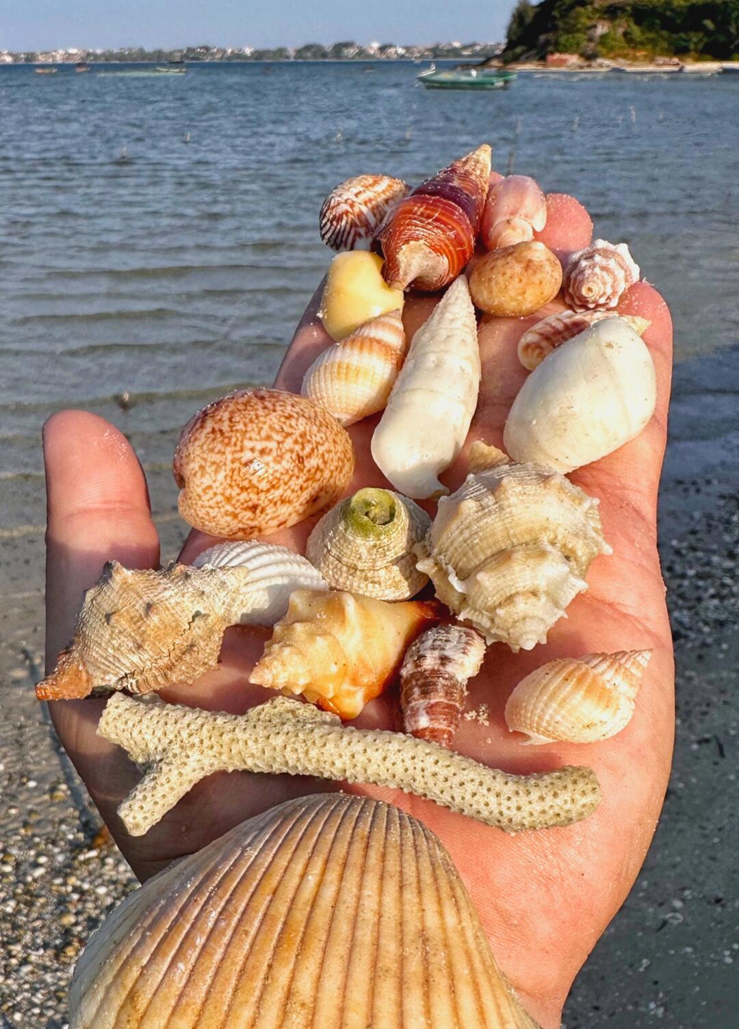 哇❗️居然被我找到不看潮汐表可以捡贝壳捡赶海到爆桶的滩涂🏖️🐎住初开始冲
大...