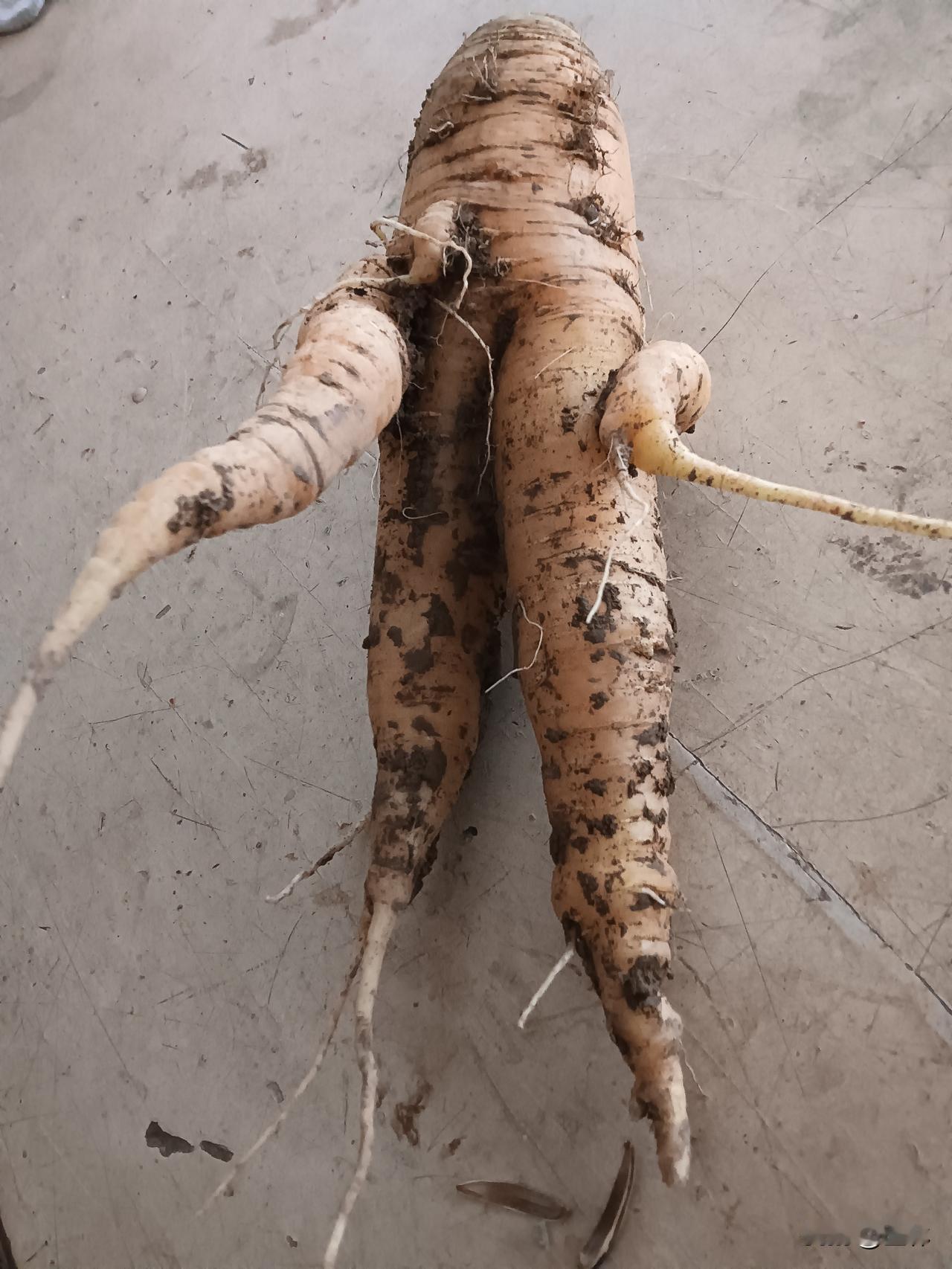 MCN双量进阶计划 胡萝卜既能当作蔬菜，又能作为副食品。据医书记载，其具有利五脏