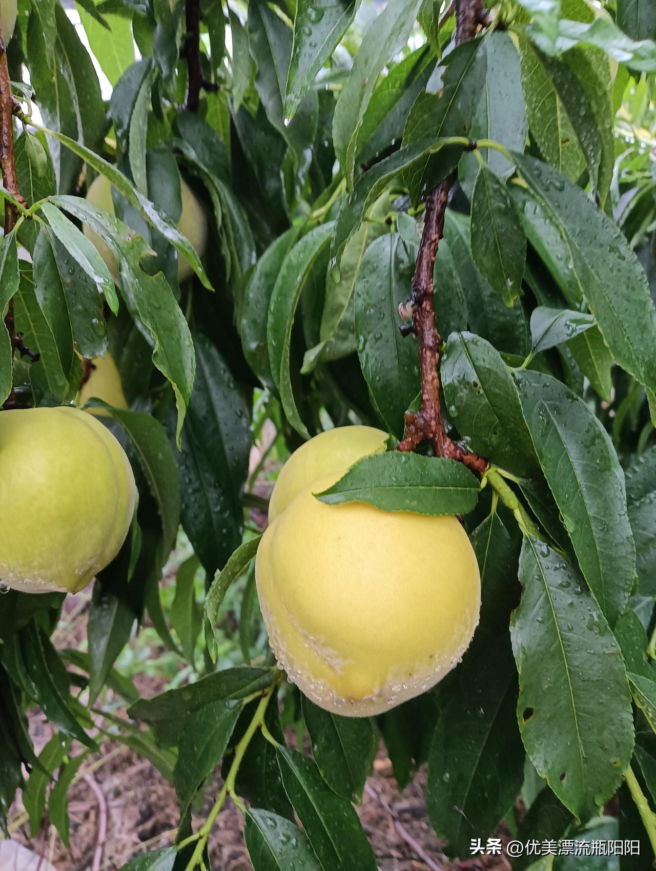 夏日生活打卡季黄金🍑熟了，早上果农摘桃子，中午去车间，晚上变成美味可口的好罐头