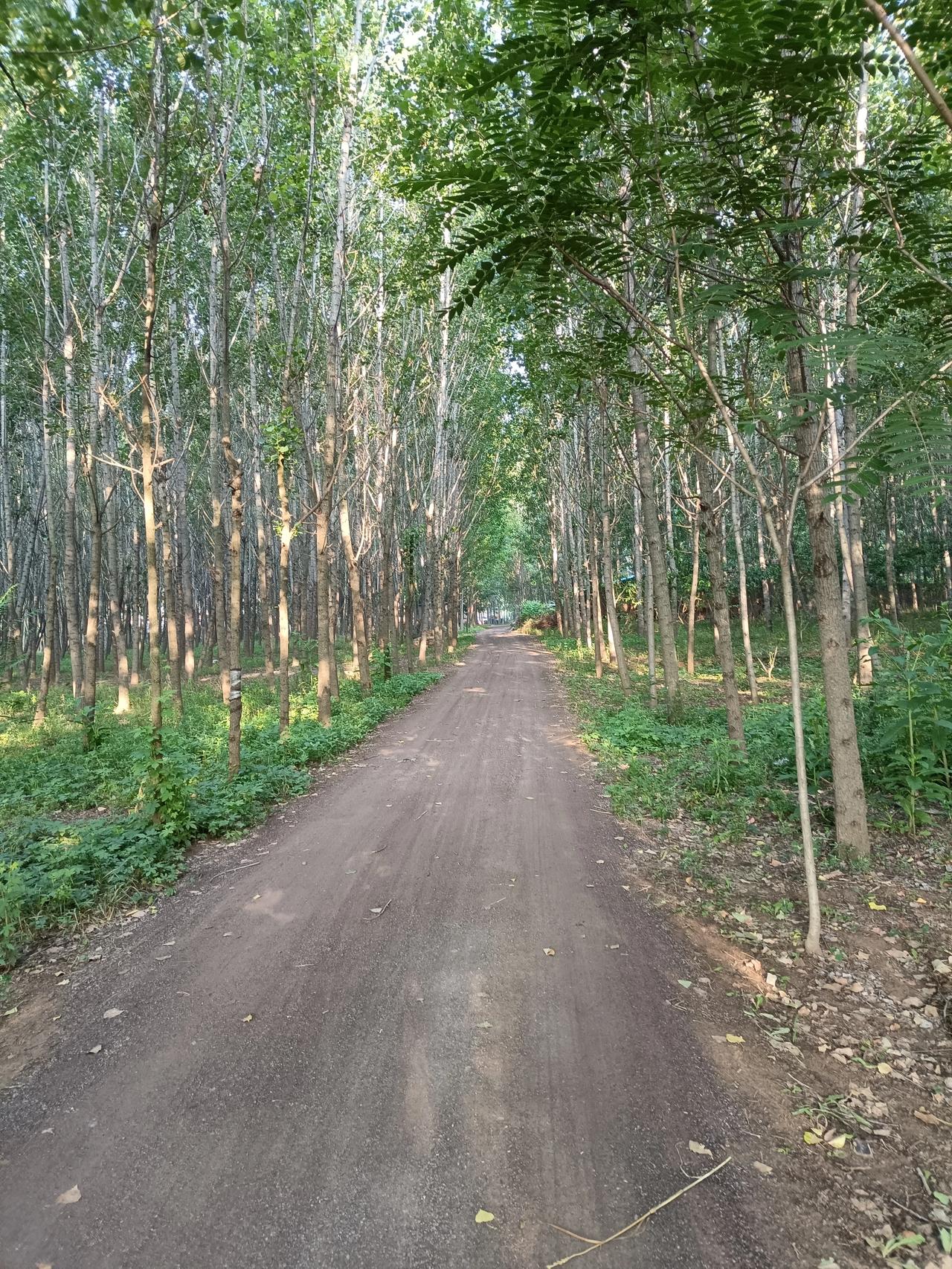 今日勘探路过村边的小树林，走过还不知即将被拆迁的村户，路过了村民的菜地，跨过野地