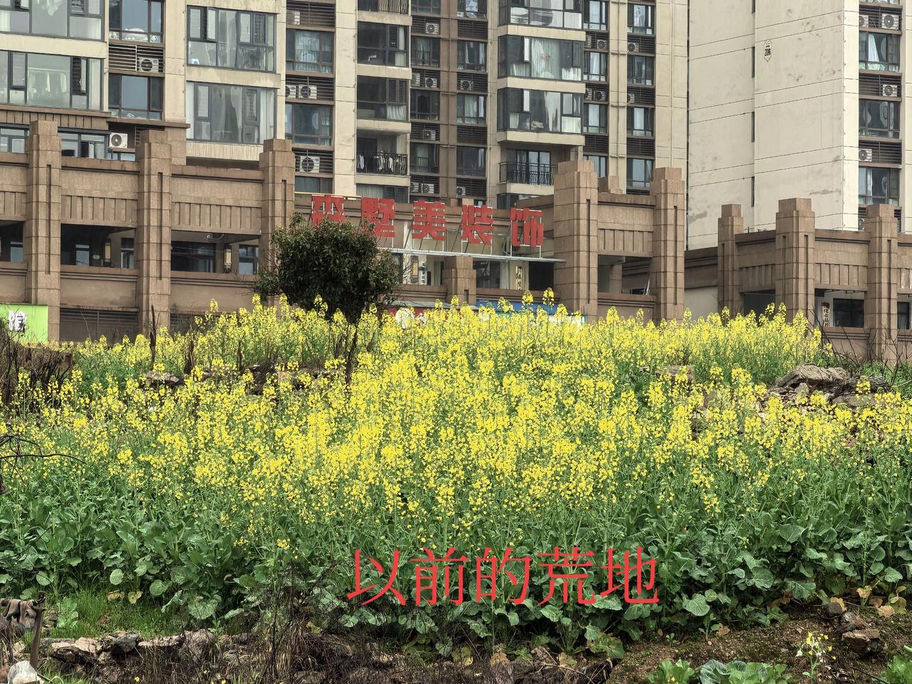 怀化碧桂园二期前面的荒野之地终于整理好了……

    3月13日上午，笔者路过