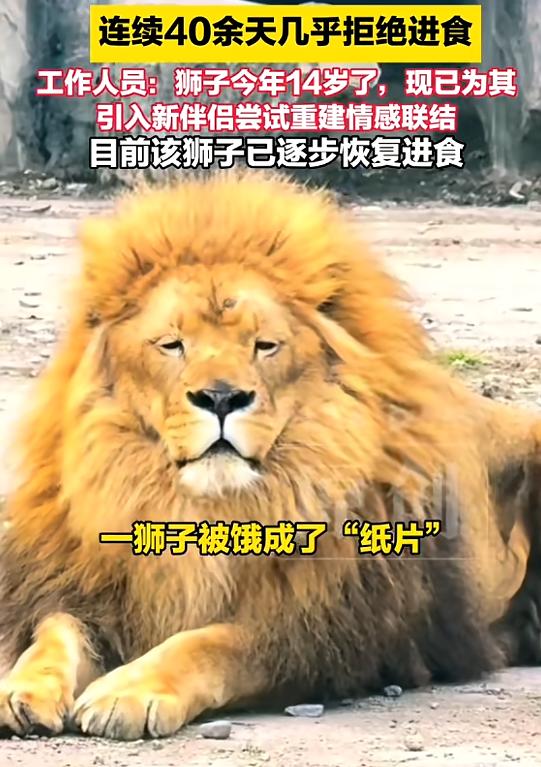 太深情了！”辽宁，一狮子与配偶感情很好，配偶去世一段时间后，它开始拒食，40多天