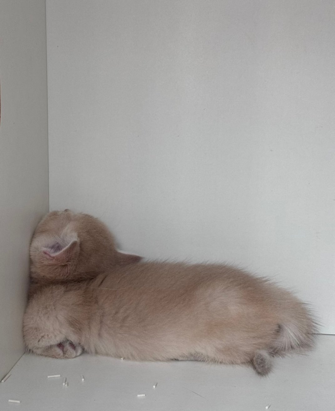 小奶猫迷之睡相，睡觉的时候也思过吗？哈哈哈哈[允悲]  ​​​