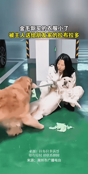 拉不拉多:衣服让它给撕了，生无可恋啊，真的没脸见狗了。
女子说，衣服原来是买给金