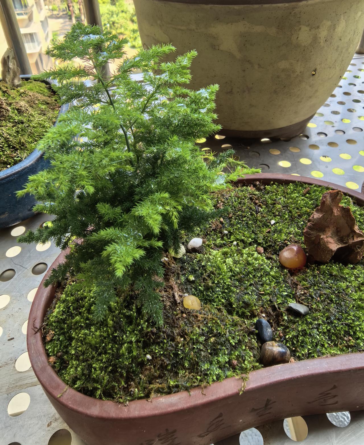 感觉矮生云竹比普通文竹要高一个挡次，因为普通文竹株型有点高。
不知网友们是否有同