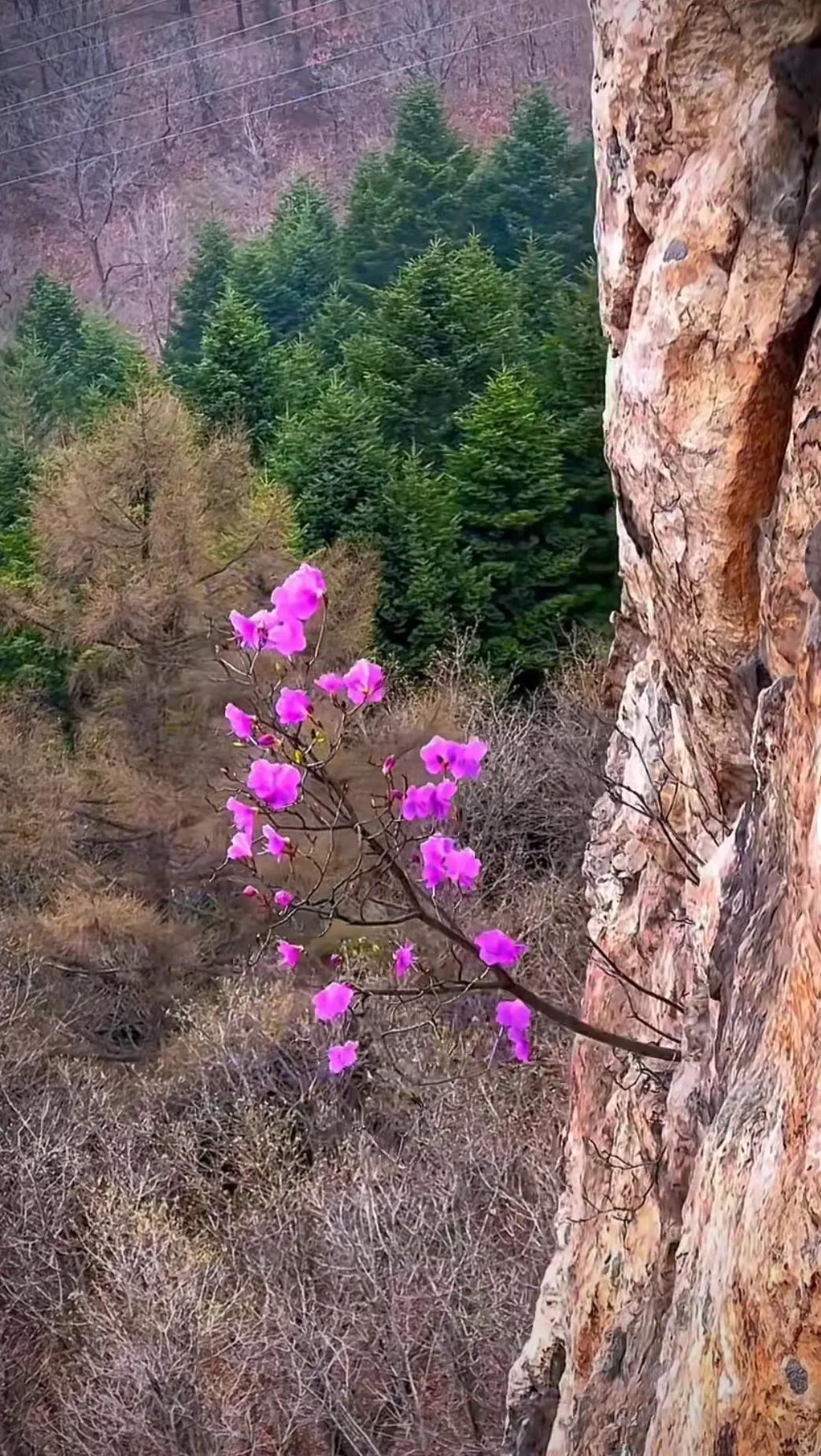 老照片，绝壁逢生处，只把春来报。