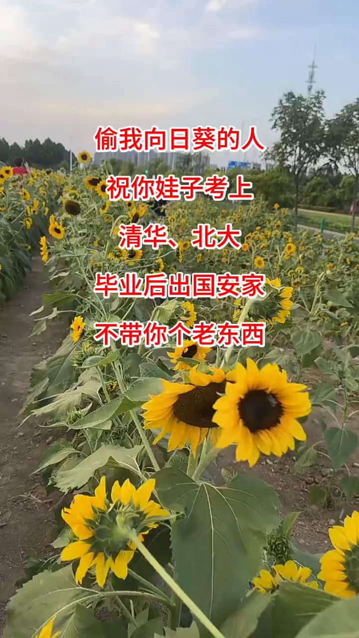 偷我向日葵的人，祝你娃子考上清华、北大，毕业后出国安家，不带你个老东西。