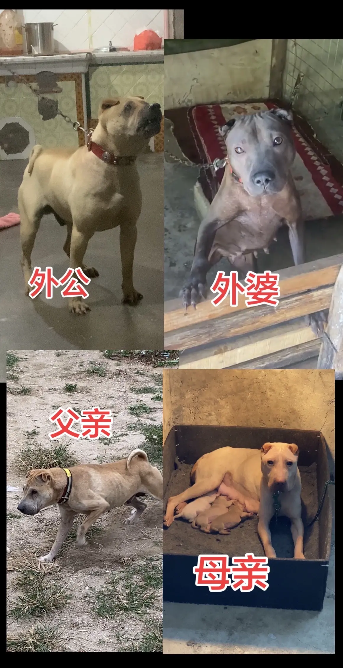 血脉清晰、骨沙幼犬