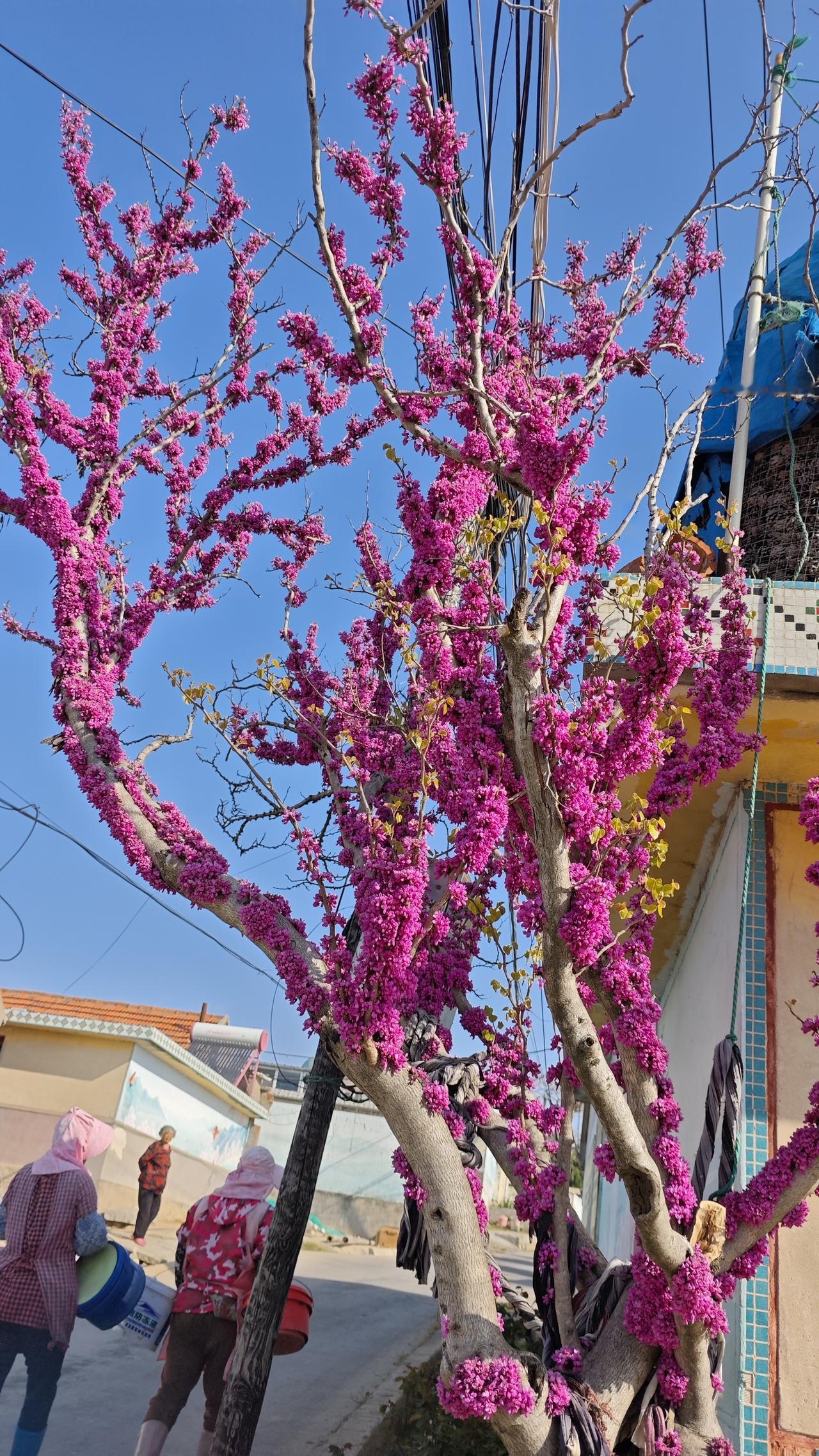 这次来威海，村里的小院免费认领十年很火爆，来了好多热爱田园生活的人，认识了一位来