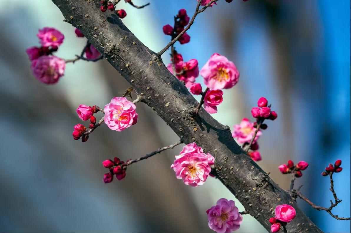 集卡领红包枝头红梅悄然绽放，嫣红的花瓣舒展着，给清冷的冬日添了一抹暖意。这一抹红