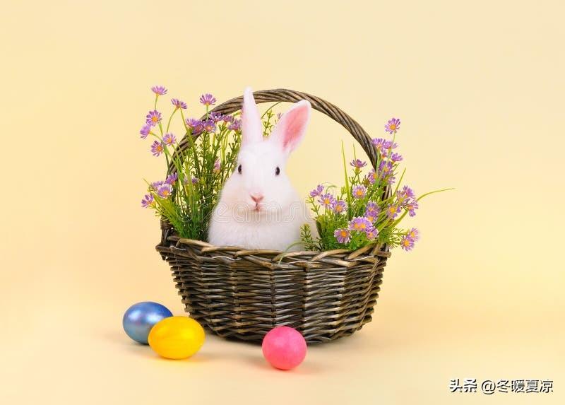 第一名🥇：生肖兔🐰
 
生肖兔，国庆一到：
兔：尘间烦扰随风散，
兔：清秋送