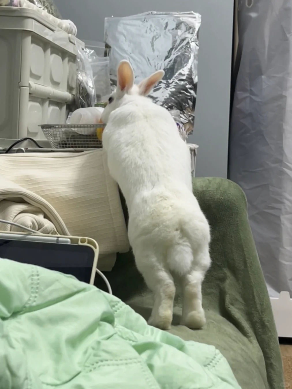 翘屁同伙