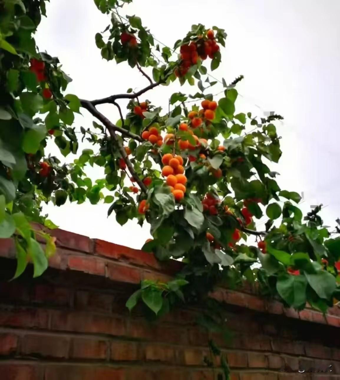 红杏探头四处望，
墙里墙外细打量，
左等右等不见影，
难道没人来欣赏？