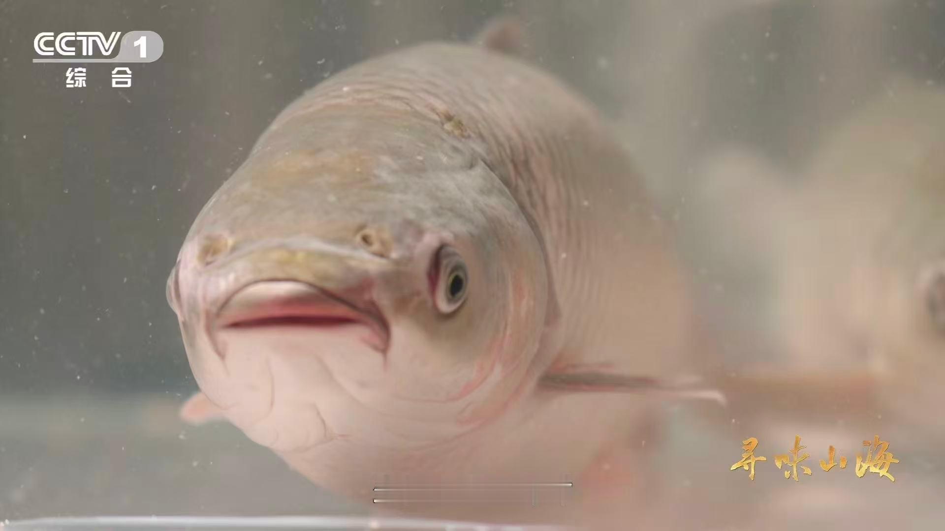 这种草鱼吃着好脆吃120天蚕豆后鱼变脆了  普通草鱼，神奇蜕变！连续120天投喂