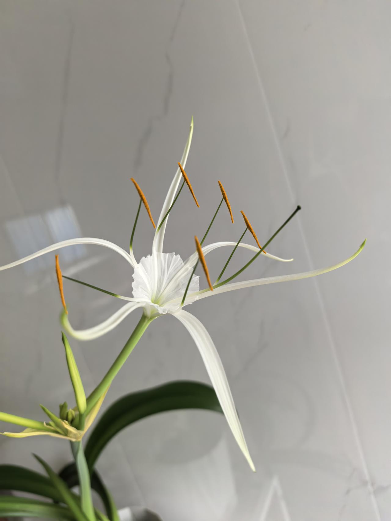 兰花开