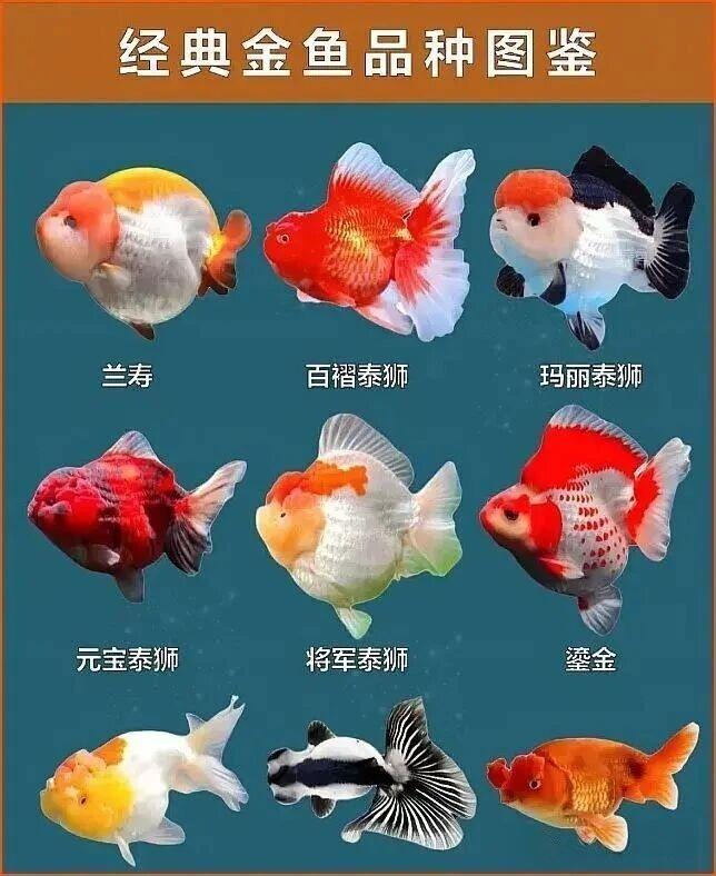 金鱼作为传统观赏鱼，经典品种各具特色，家庭养殖门槛较低，掌握核心要点即可养好。