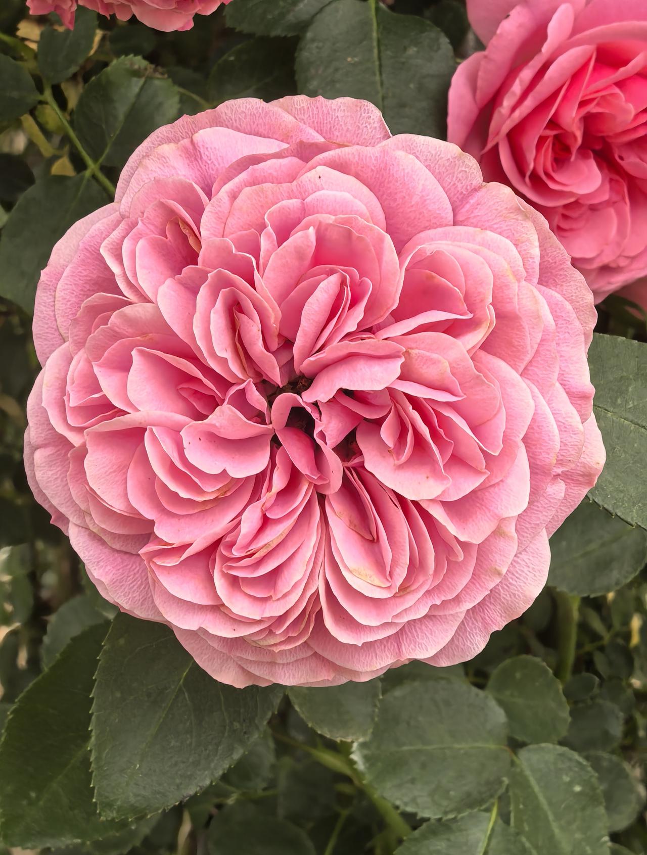 “粉色达芬奇月季”被花友称为“塑料花”，到底是褒还是贬？
把真花称之为塑料花，听