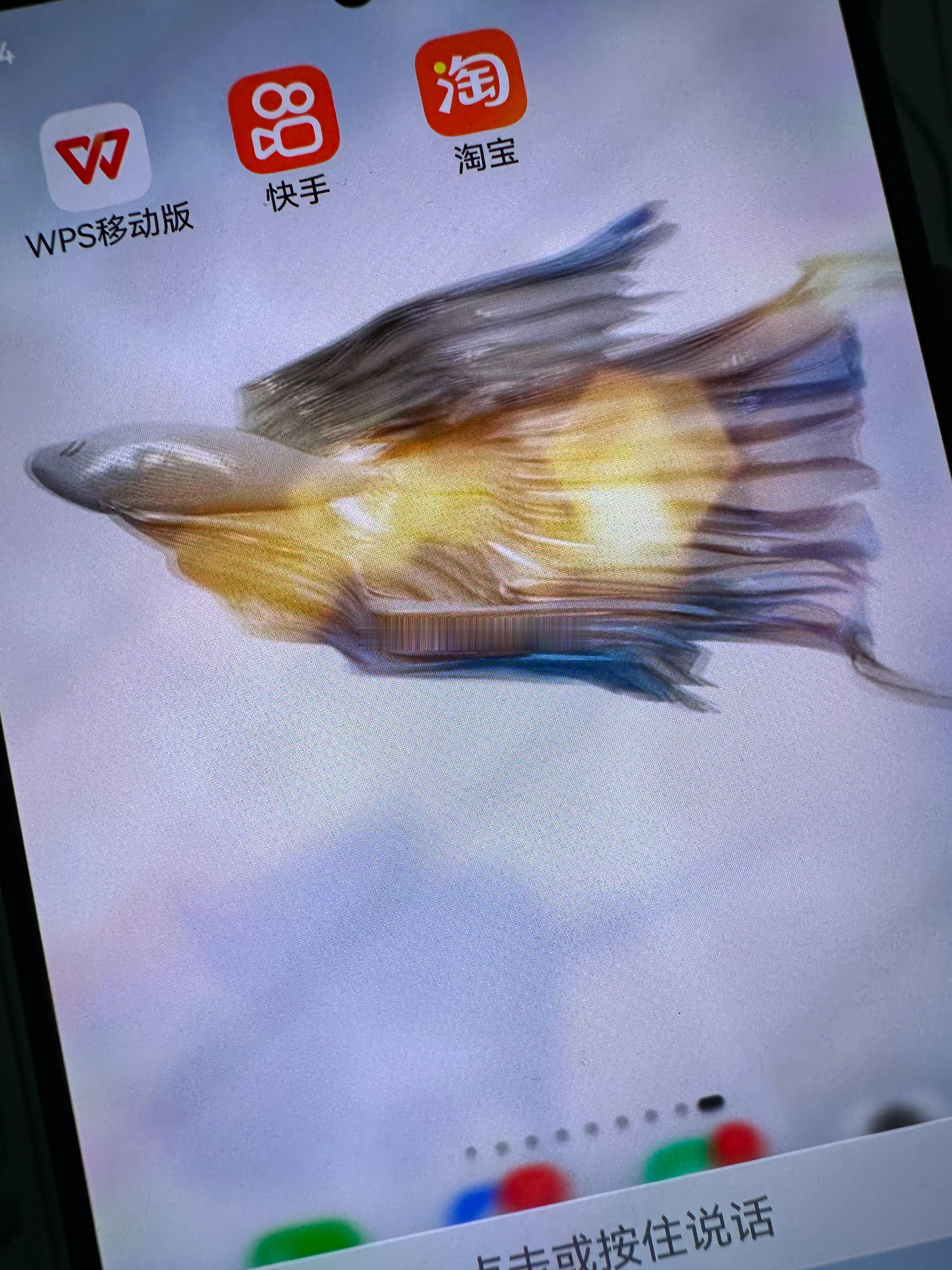 这鱼还挺好看果断设为主题